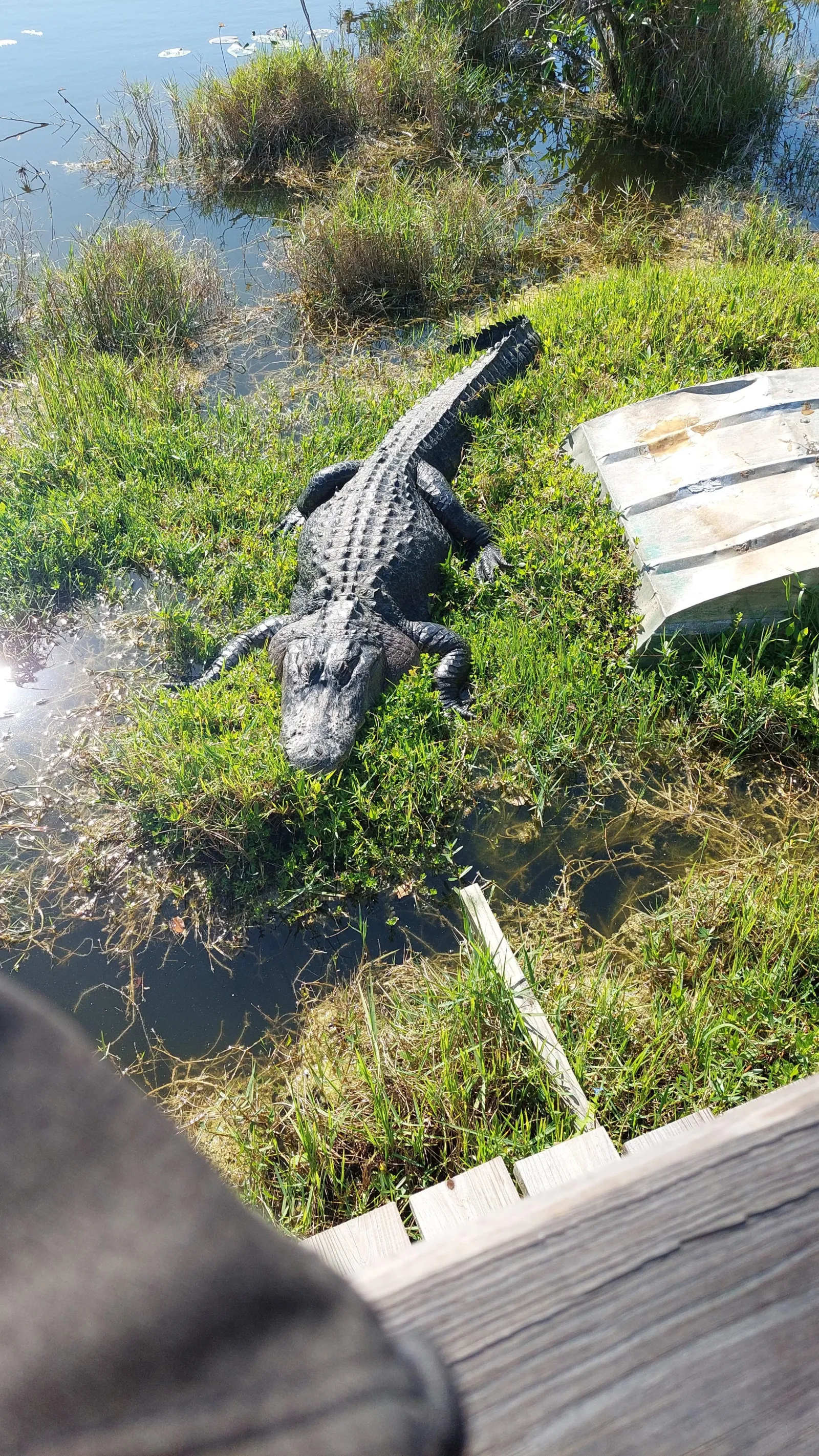 Miami: Everglades Airboat Tour with French Live Guide & Transfers - photo 2