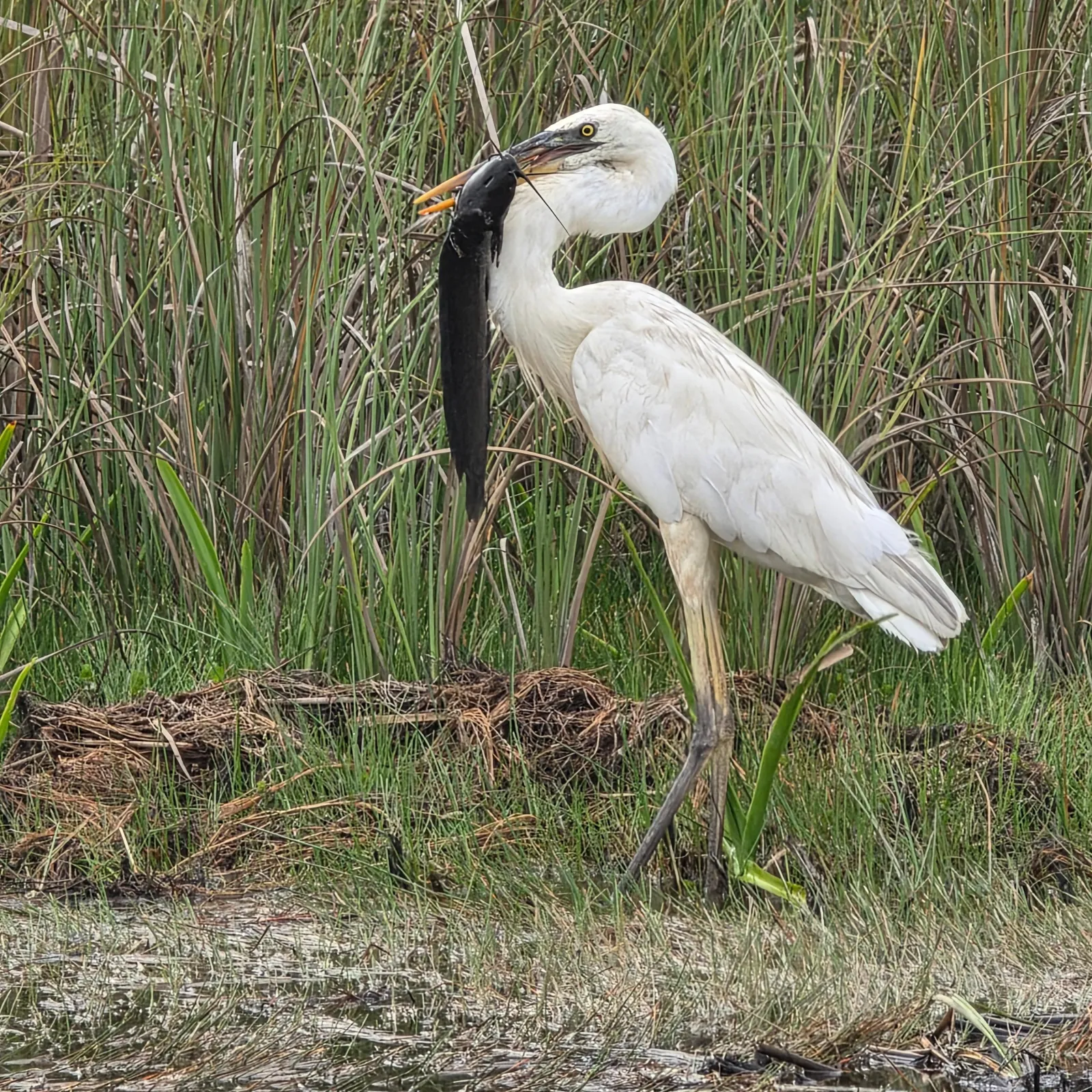 Miami: Everglades Airboat Tour with French Live Guide & Transfers - photo 4