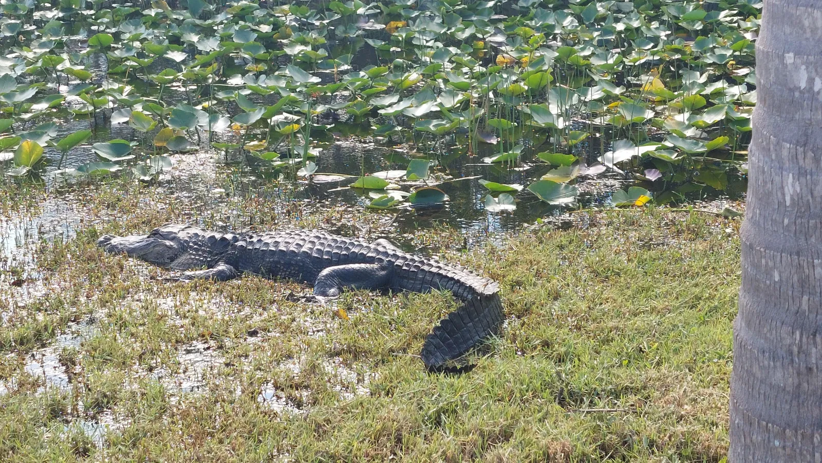 Large alligator basking on a grassy bank beside a spread of lily pads