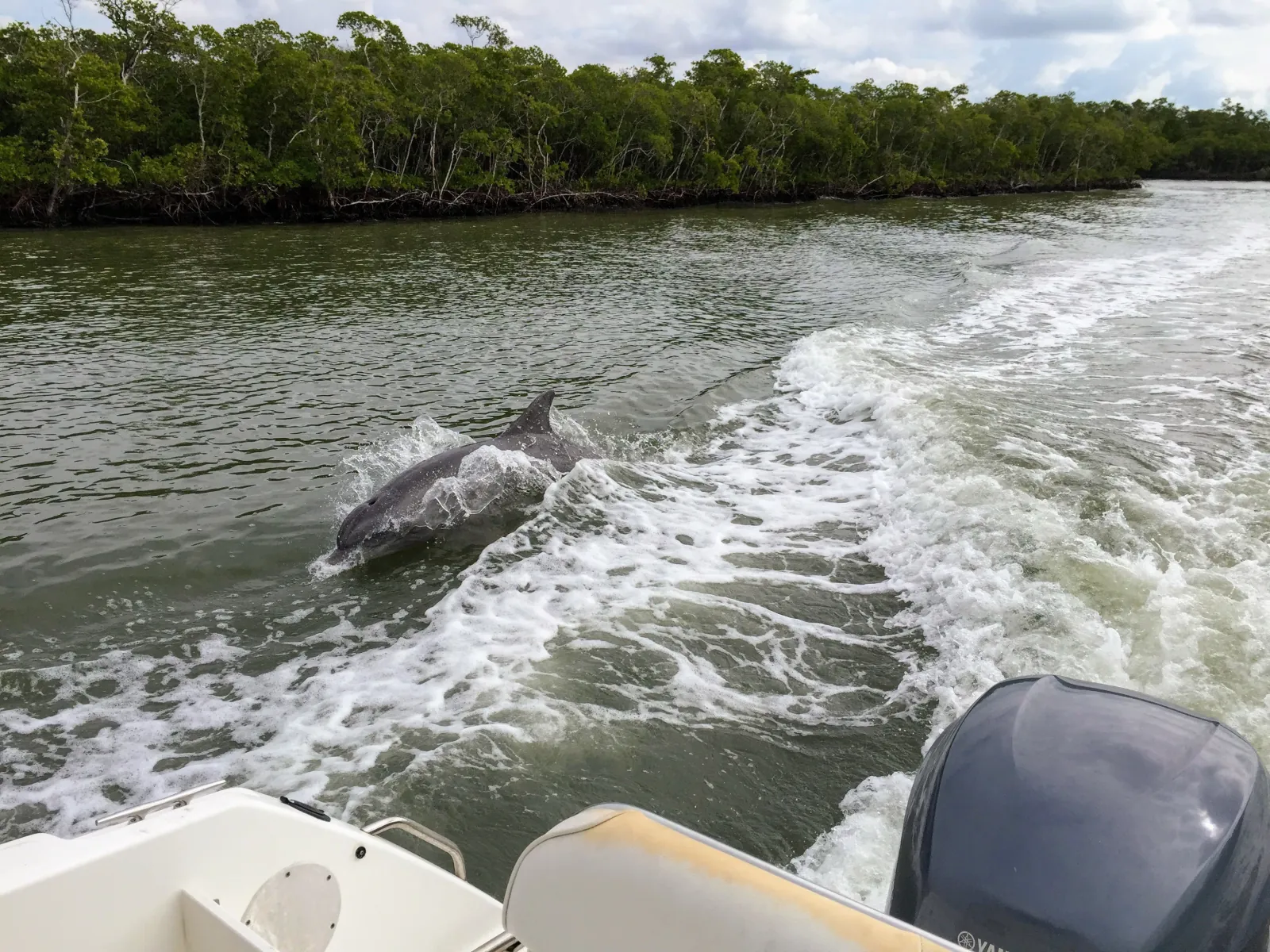 Miami: Everglades Full-Day Tour with 2 Boat Trips and Lunch - photo 2