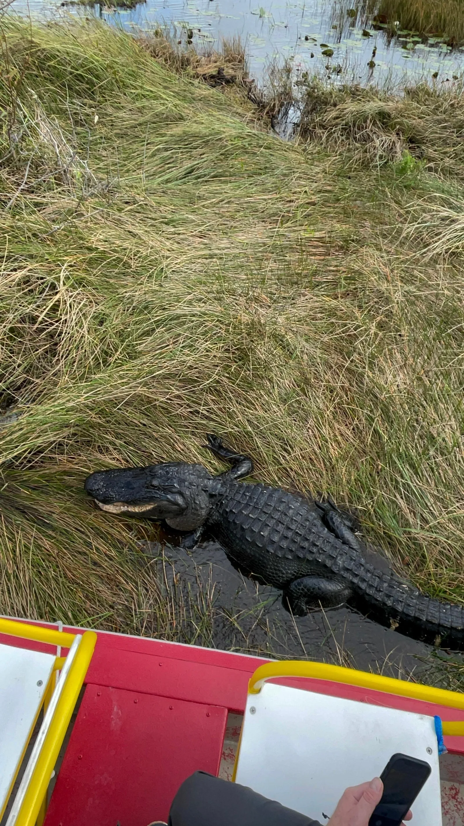 Miami: Everglades Full-Day Tour with 2 Boat Trips and Lunch - photo 3