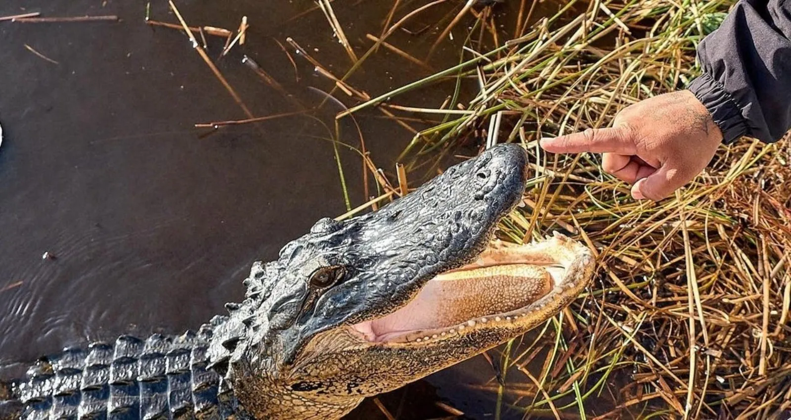 Alligator at the water's edge with jaws open, a guide's hand pointing from the right