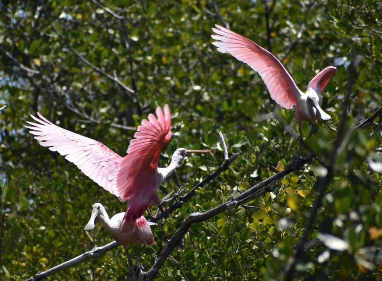 Miami: Everglades Full-Day Tour with 2 Boat Trips and Lunch - photo 5
