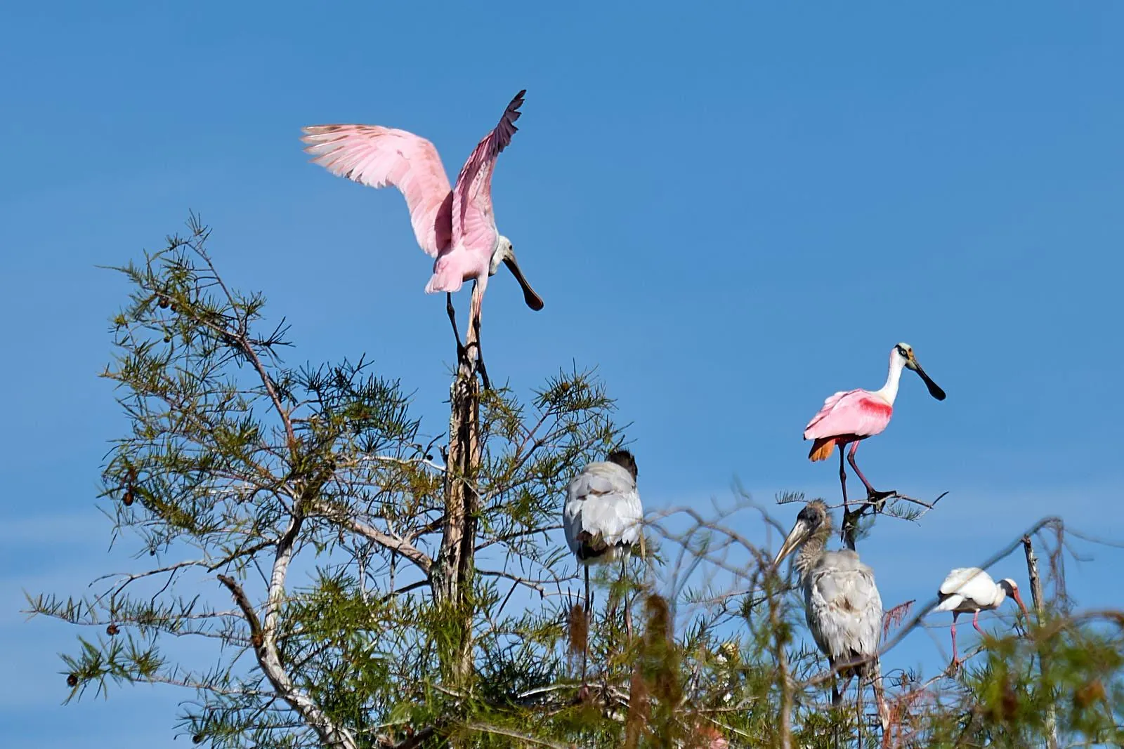 Miami: Everglades Full-Day Tour with 2 Boat Trips and Lunch - photo 6