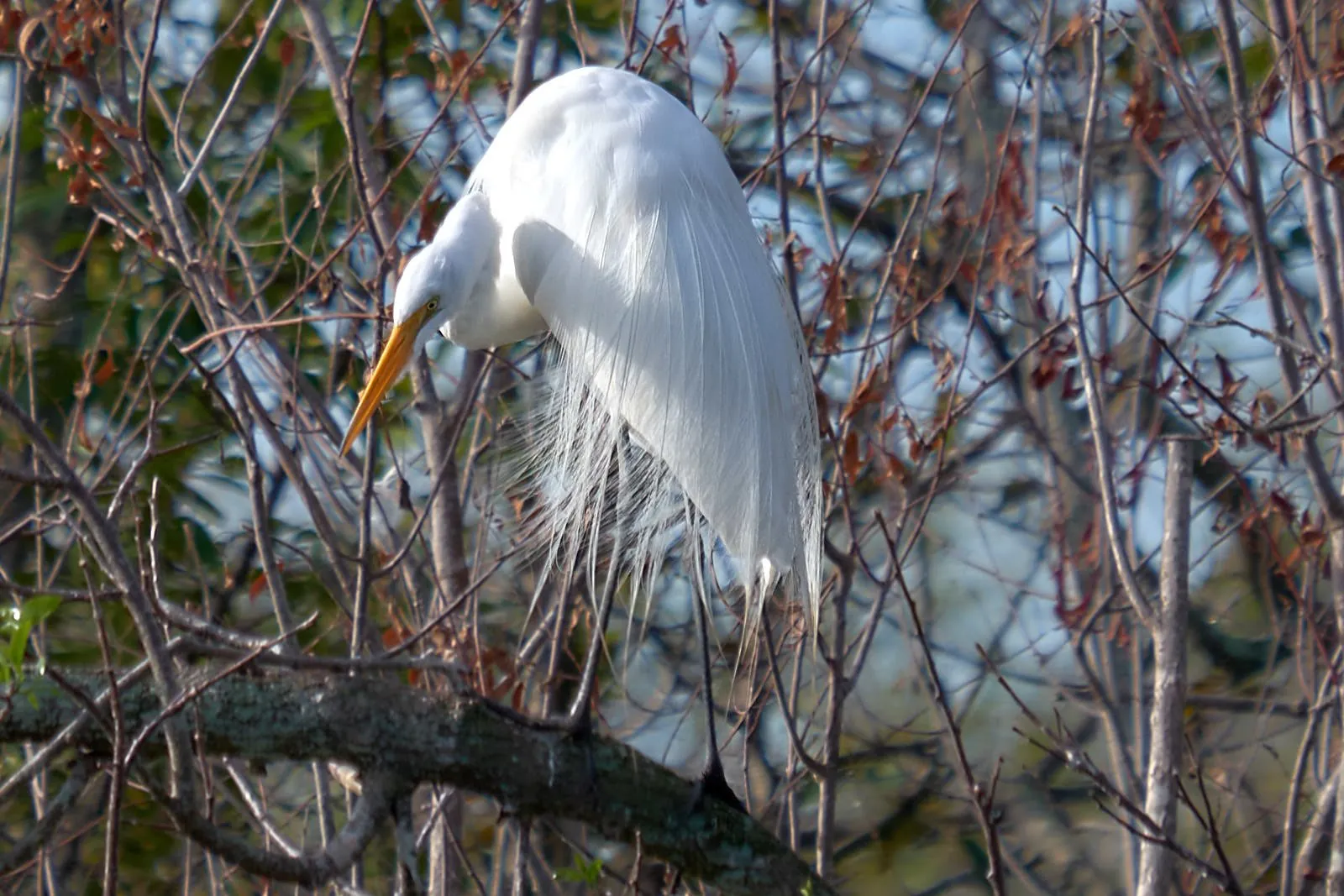 Miami: Everglades Full-Day Tour with 2 Boat Trips and Lunch - photo 8