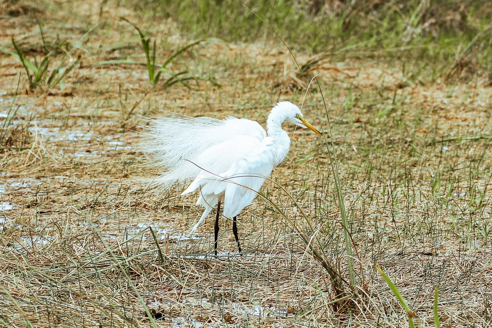 Miami: Everglades National Park Airboat Tour & Wildlife Show - photo 3