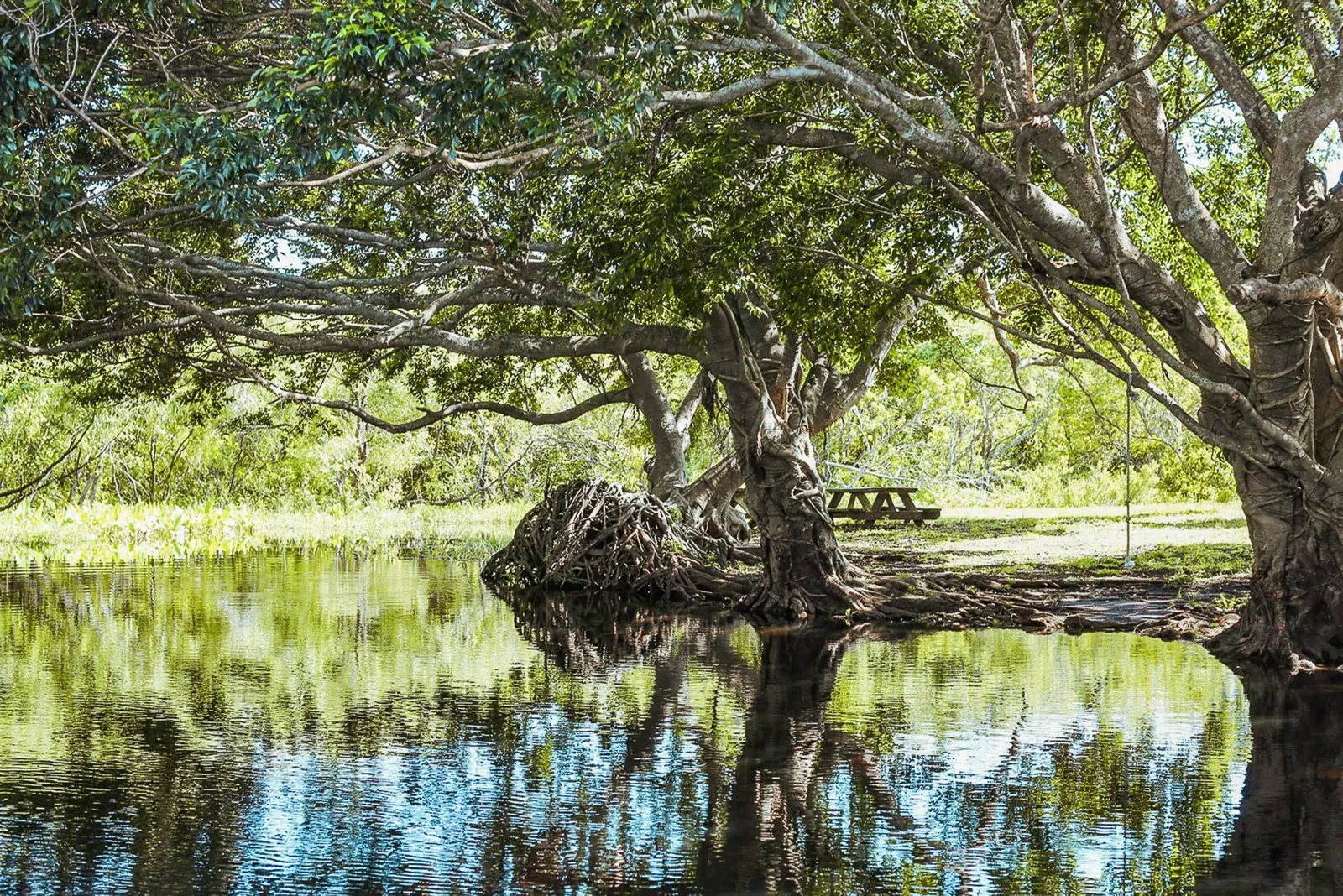 Miami: Everglades National Park Airboat Tour & Wildlife Show - photo 5