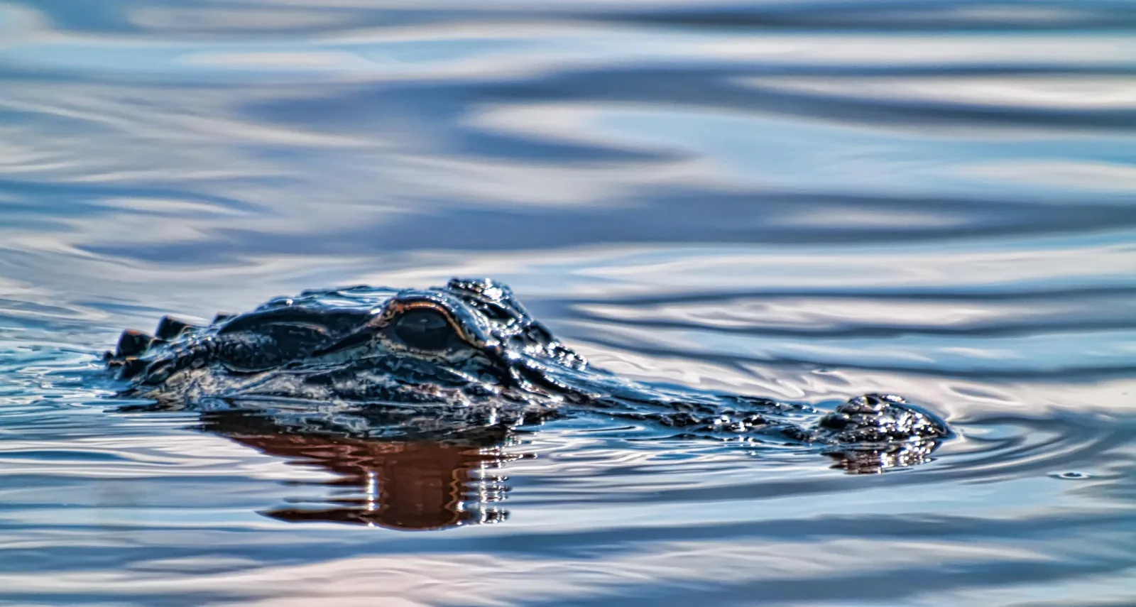 Alligator half-submerged with only its eye and back ridge above rippled blue water