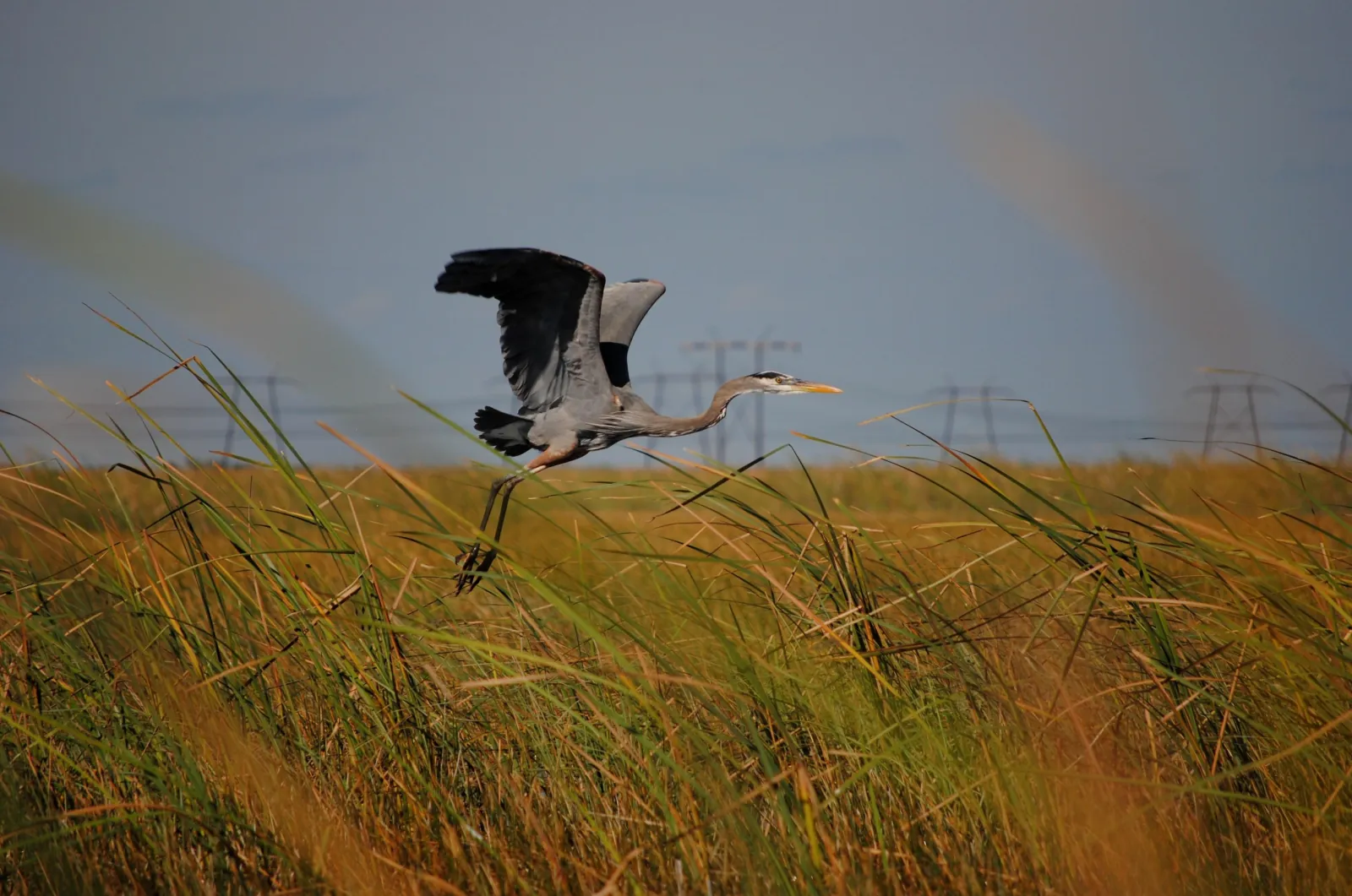 Great blue heron lifting off from sawgrass with wings spread against a pale sky