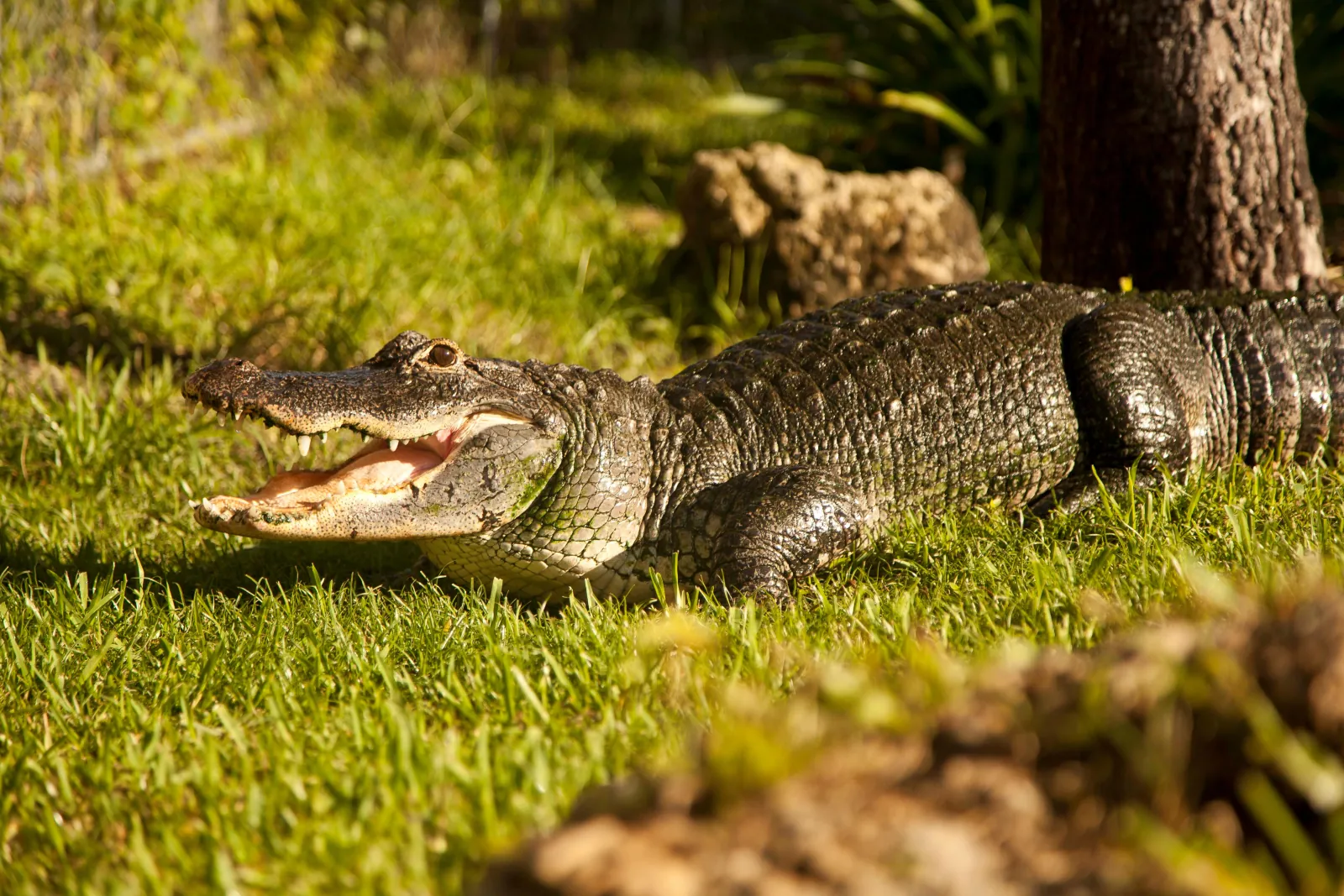 Miami: Everglades Airboat, Wildlife Exhibit & Roundtrip Bus - photo 5