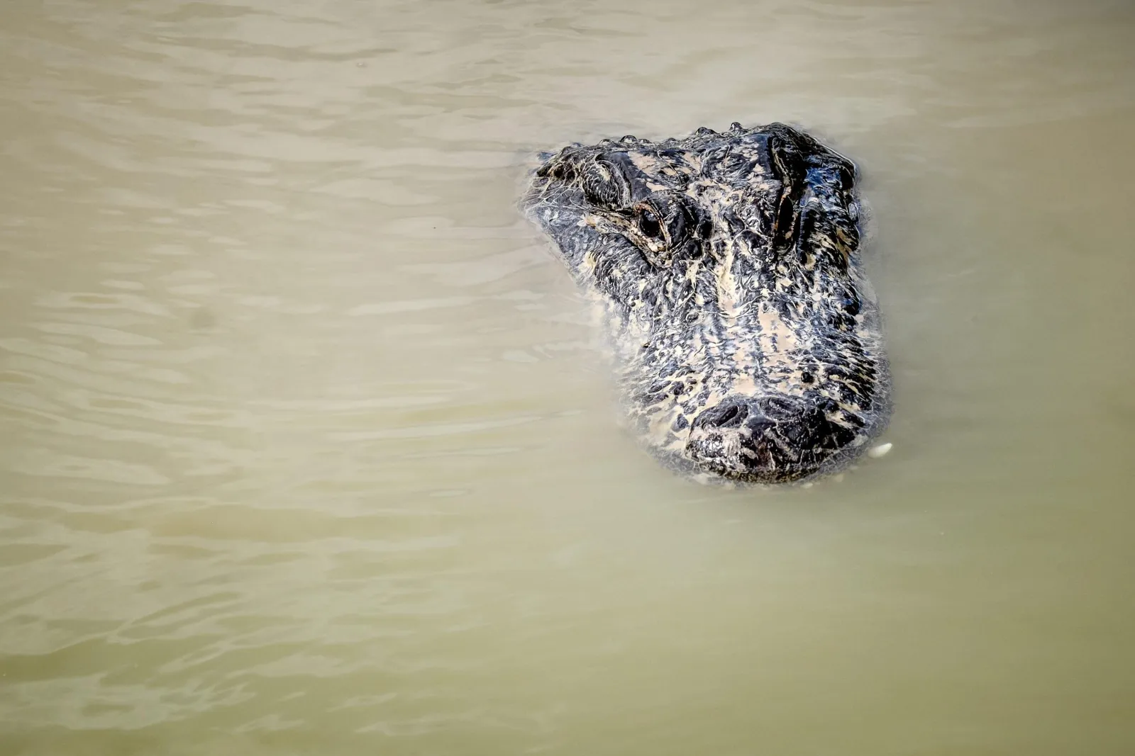 Miami: Everglades Airboat Alligator Tour & free pick-up - photo 3