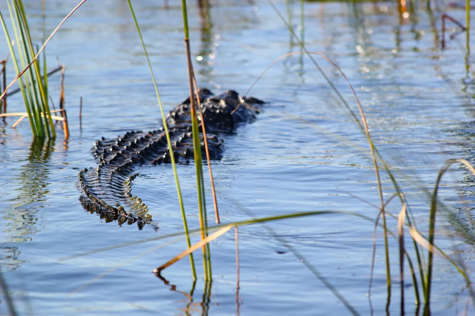 Miami: Everglades Airboat Alligator Tour & free pick-up - photo 7