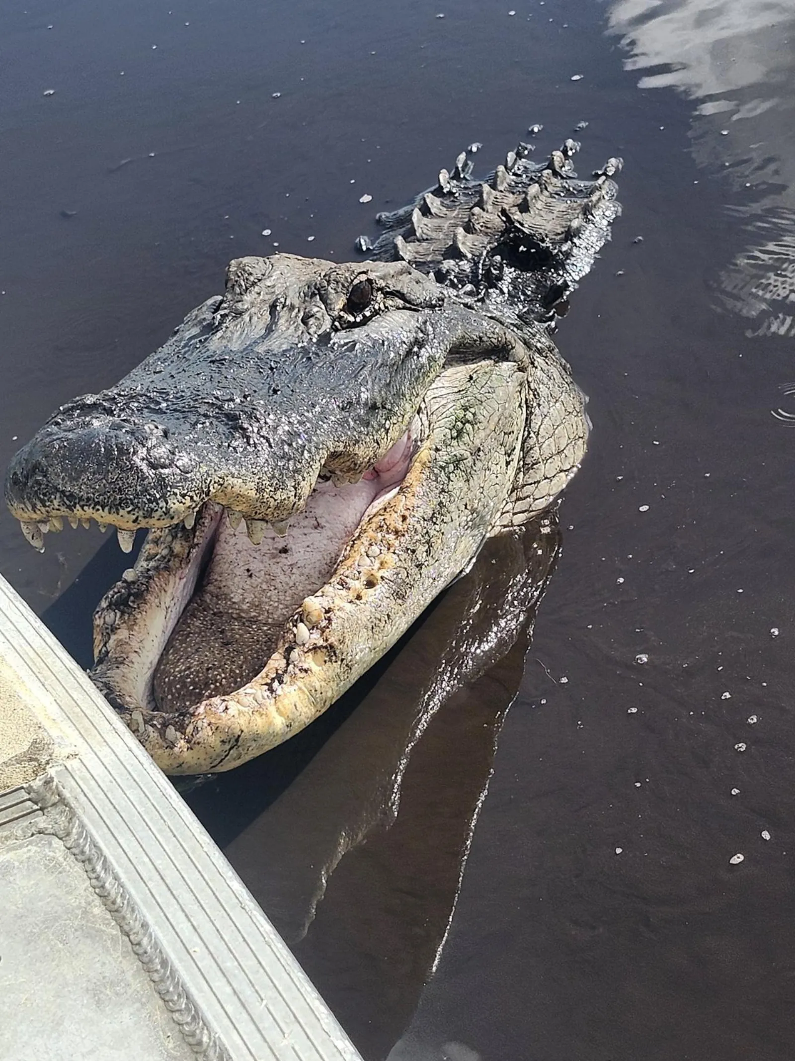 Everglades Eco Tour: Airboat,Wildlife & up 2 Private Islands - photo 3