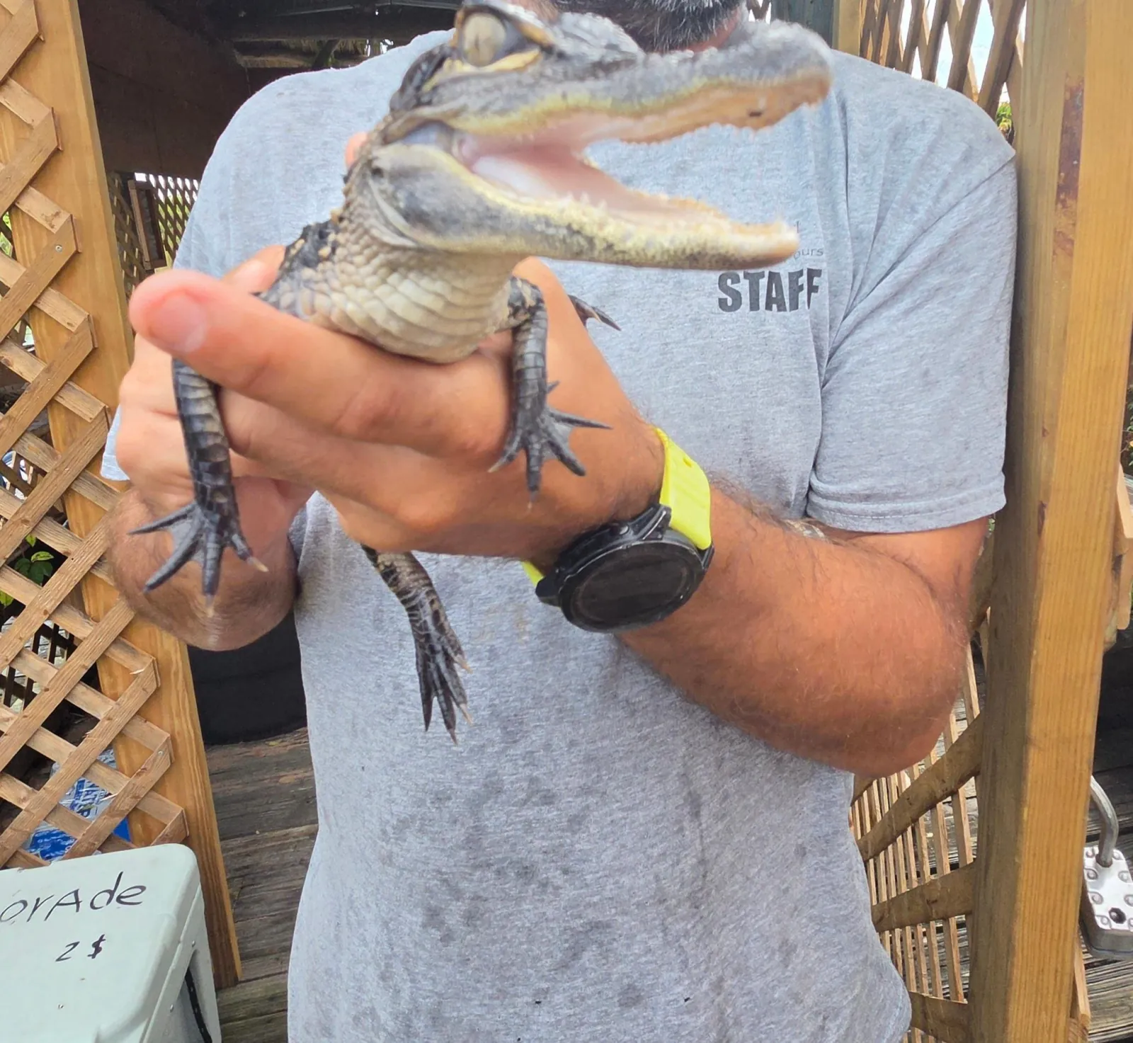 Everglades Eco Tour: Airboat,Wildlife & up 2 Private Islands - photo 4