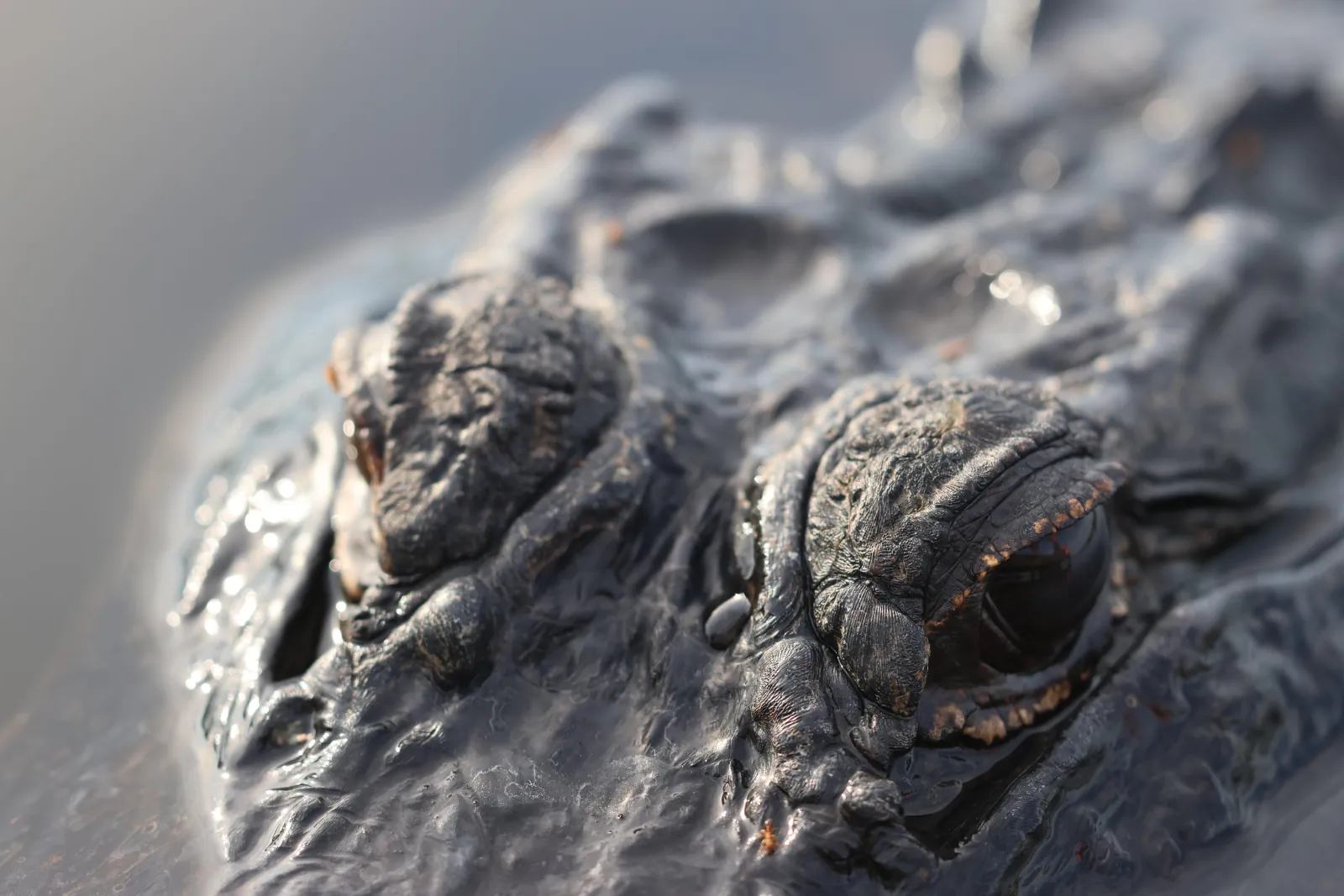 Extreme close-up of an alligator's armoured head and amber eye at the waterline