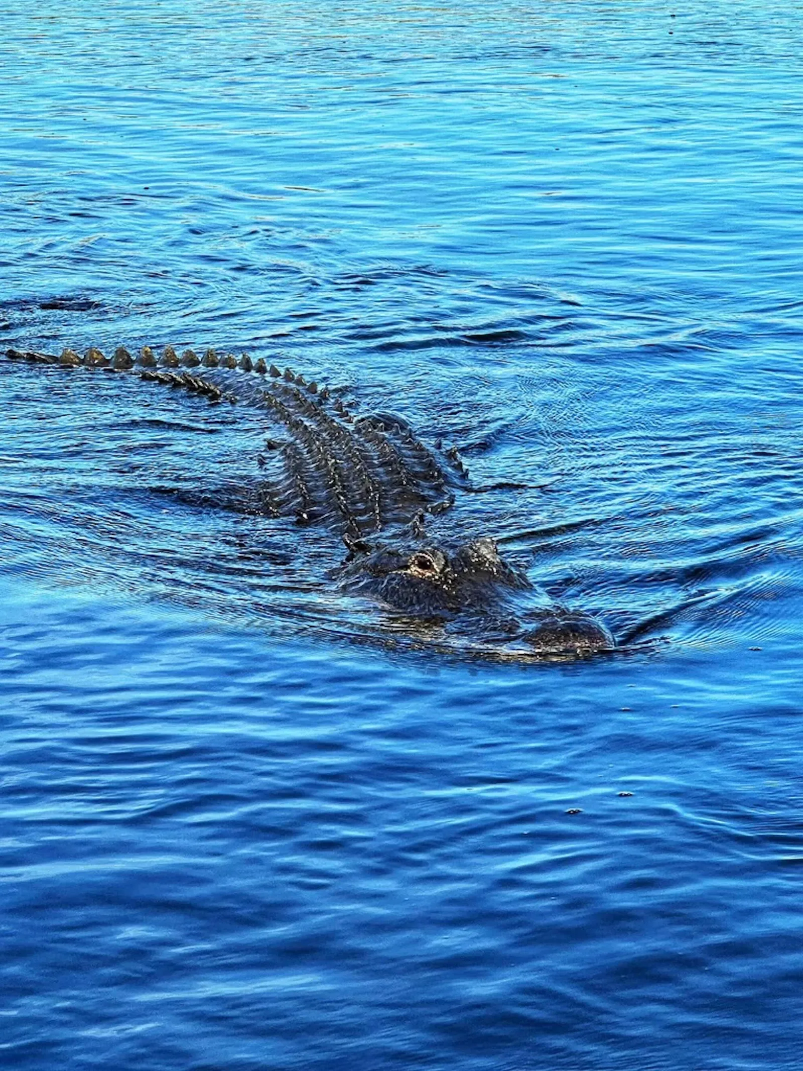 Everglades Small Group on Airboat with Transportation - photo 3