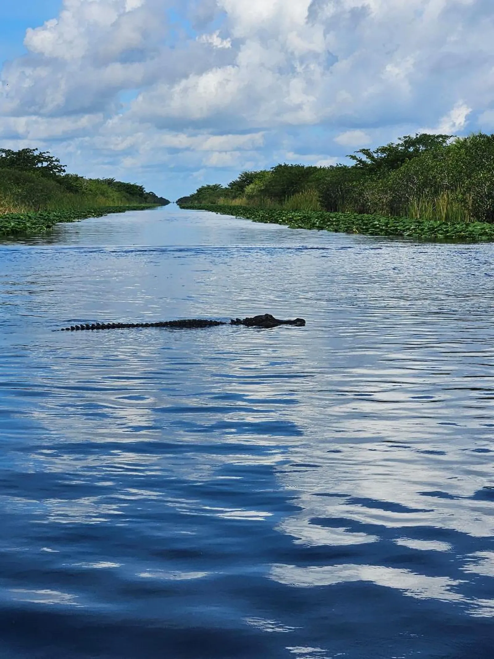 Everglades Small Group on Airboat with Transportation - photo 7