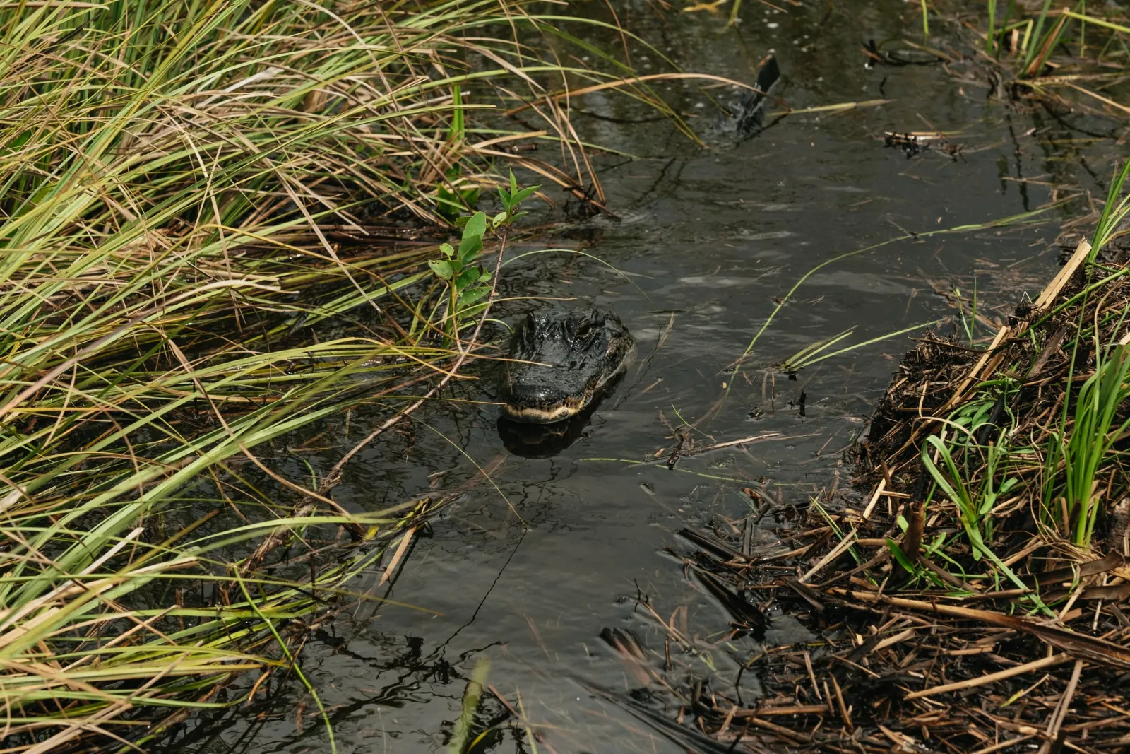 From Miami: Everglades Airboat Ride and Nature Walk - photo 4