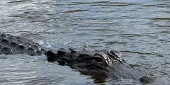Guest photo from review