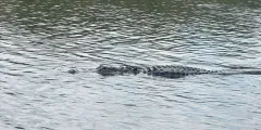 Guest photo from review